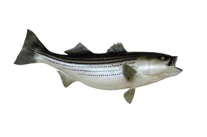 Pan-Seared Sea Bass
